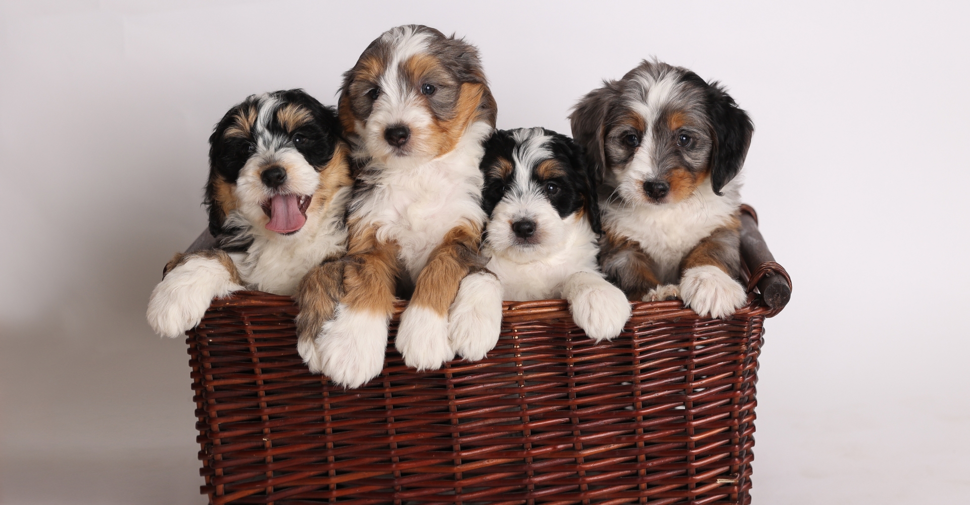 F1 Mini Bernedoodles Basket.jpg
